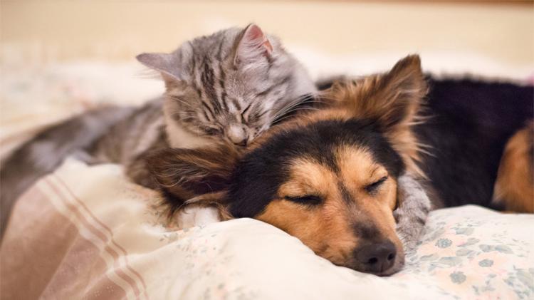 Young dog and cat cuddling on bed.